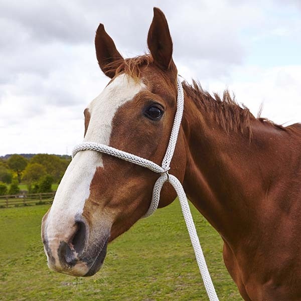 Elico White Rope Halter Horse